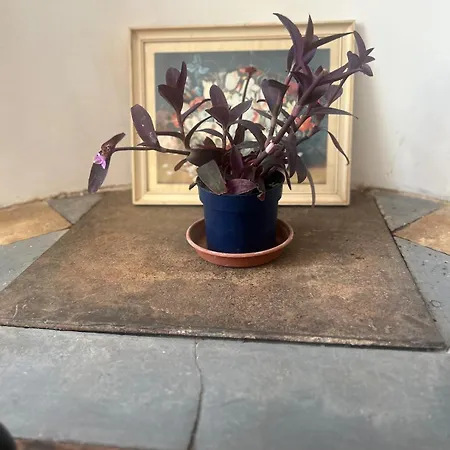La Maison Des Dames Appartement *