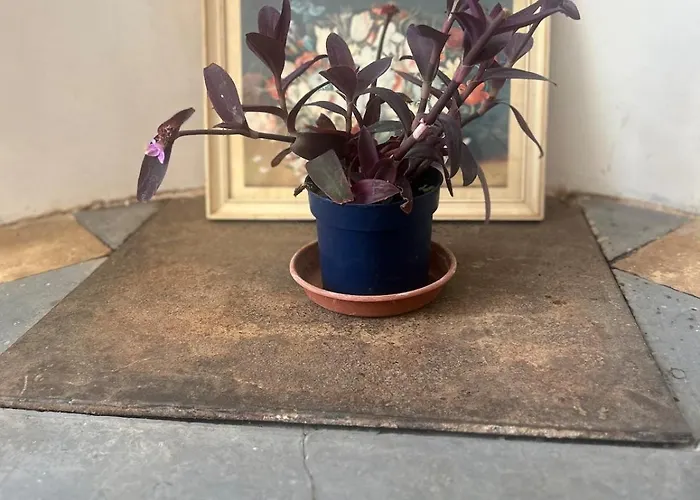 La Maison Des Dames Appartement *